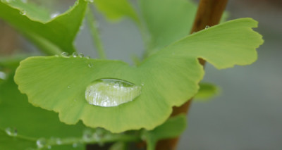 Gingko_Tropfen_001__HG_3087.jpg