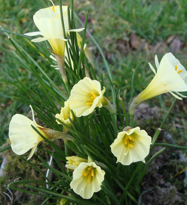 Narcissus bulb. Spoirot.jpg