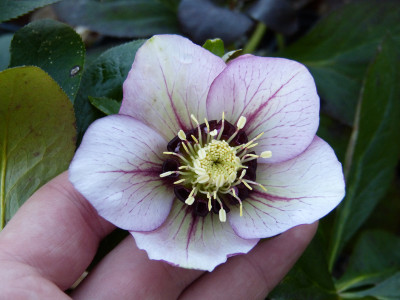 2019-03-07 Helleborus x hybridus 1.jpg