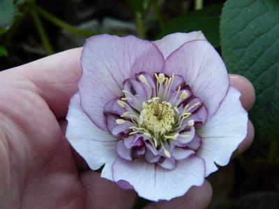 2019-03-07 Helleborus x hybridus 2.jpg