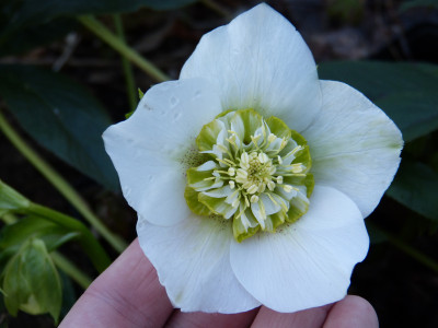 2019-03-07 Helleborus x hybridus 3.jpg