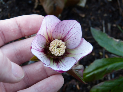 2019-03-07 Helleborus x hybridus 4.jpg