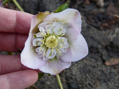 2019-03-07 Helleborus x hybridus 5.jpg