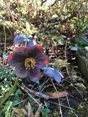 helleborus-slaty-gestromt.jpg