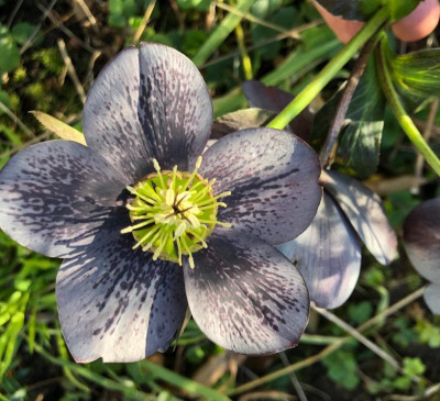 helleborus-slaty-gestromt4.jpg