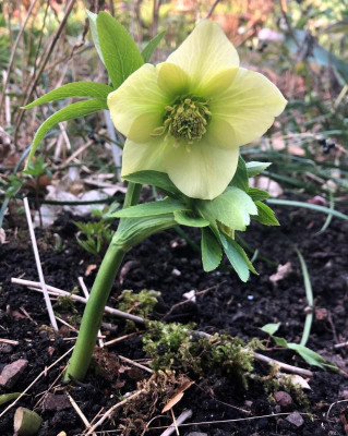 helleborus-ingot.jpg