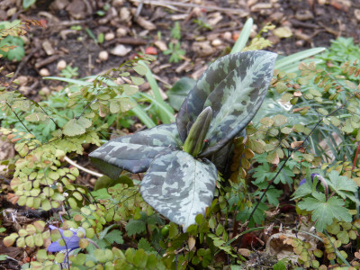 2019-03-16 Trillium cuneatum.jpg