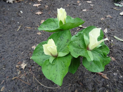 Trillium albidum March 2019.JPG