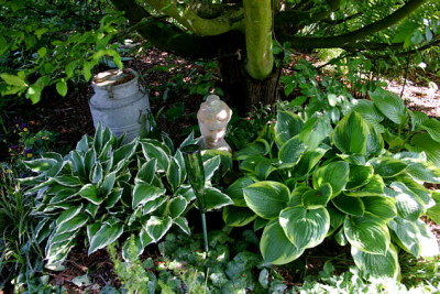 Hosta0707.jpg