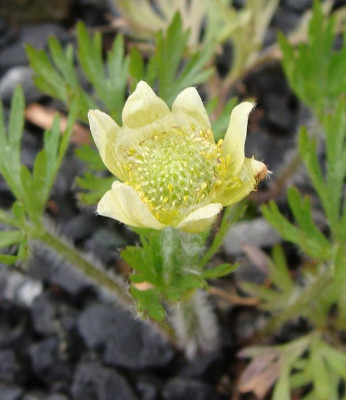 Pulsatilla flaccida.jpg