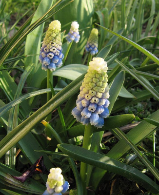 IMG_5766_Muscari_Mountain_Lady_10April2019_.jpg