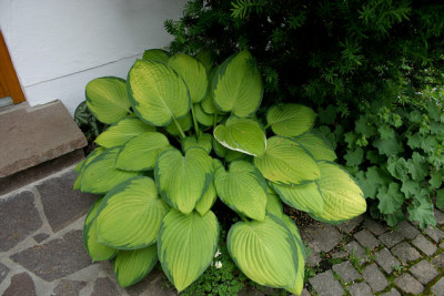 Hosta3407.jpg