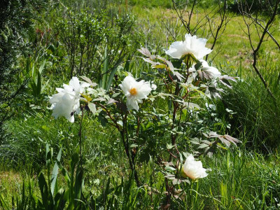 Paeonia Suffruticosa weiß P5120003.JPG