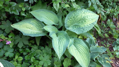 Hosta schildweg 1 2019.jpg