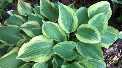 Hosta Pilgrim 2019.jpg