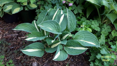 Hosta White Bikini 2019.jpg