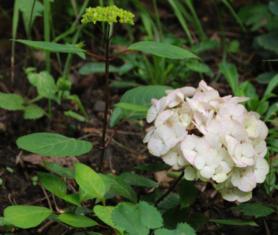 Hydrangea-serrata-Preziosa-k.jpg