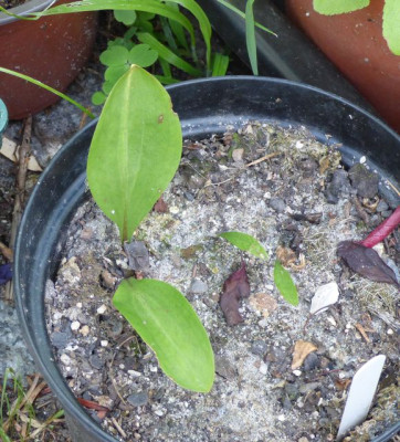 Lilium tsingtauense wladiwostok.jpg