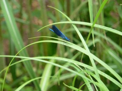 Blauflügel-Prachtlibelle (Calopteryx virgo).jpg