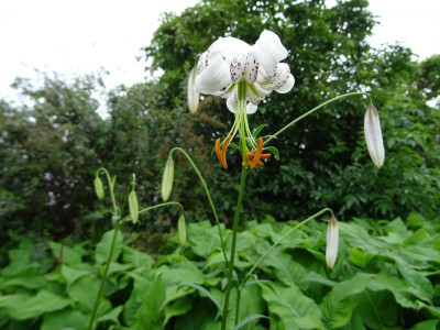 Lilium duchartrei Juni 2019.JPG