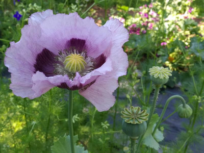 Papaver_somniferum_20190617_164600k.jpg