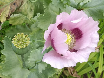 Papaver_somniferum_20190623_135630k.jpg