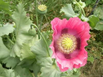 Papaver_somniferum_20190623_135340k.jpg