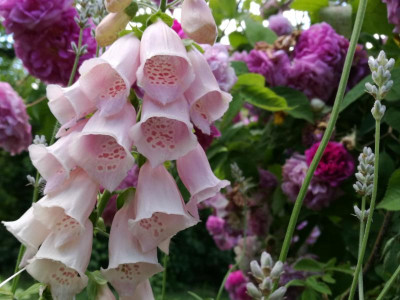 Digitalis_20190612_172433k.jpg