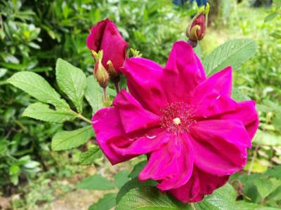 R_rugosa_Rotes_Phaenomen_20190623_123710k.jpg