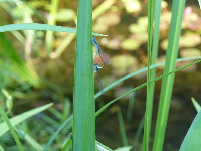 Ischnura elegans (Große Pechlibelle).jpg