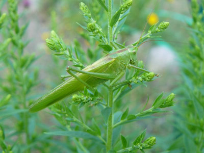 Grüne Heupferd (Tettigonia viridissima).jpg