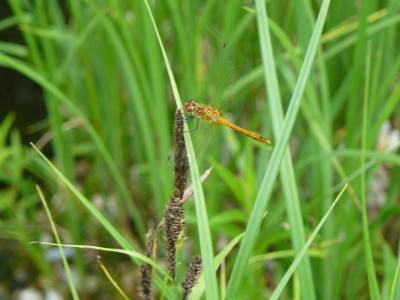 Sympetrum sanguineum Blutrote Heidelibelle.jpg