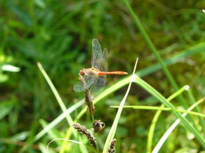 Sympetrum sanguineum ( Blutrote Heidelibelle) Weibchen.jpg