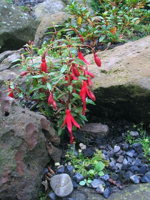 Fuchsia_magellanica_pumila_3.jpg