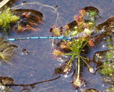 Jungfer_auf_Drosera.JPG