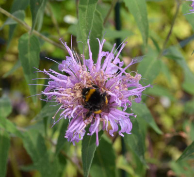 Erdhummel.19-1.jpg