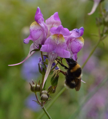 Gartenhummel.19-1.jpg