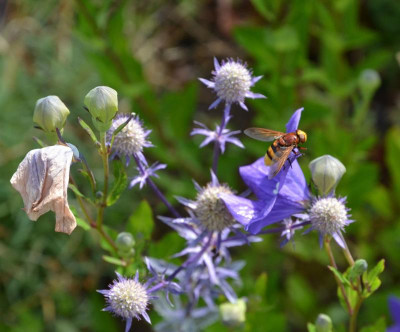 Blattlausschwebfliege.19-1.jpg