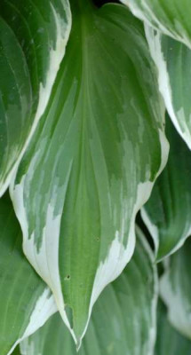 Hosta_unbekannt_Blatt0241-klein.jpg