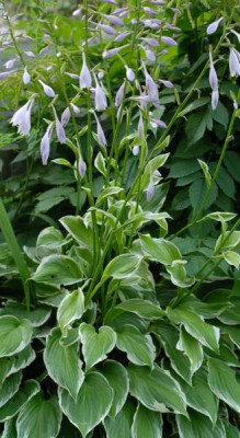 Hosta_unbekannt0243-klein.jpg