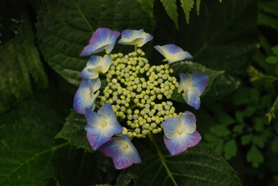 Blaumeise-oder-nicht.jpg