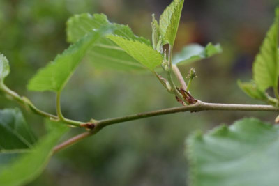 mojo berry mit Blüten 005.JPG