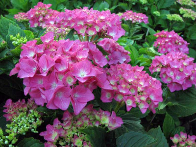 Hydrangea_m.jpg