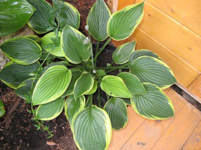 hosta-frage1.jpg