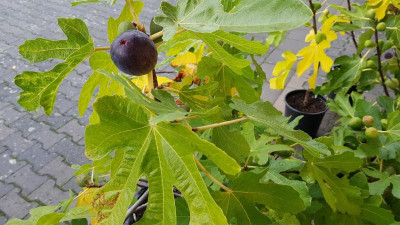 Frucht im Kübel MN.jpg