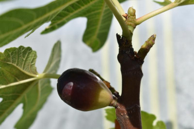 feigensteckling mit Frucht von 2018 002.JPG