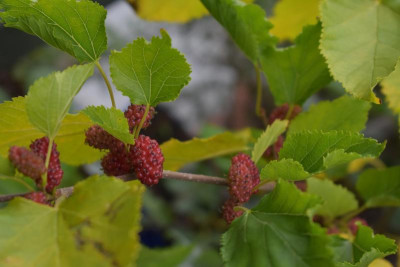 Blüten Okt 19 011.JPG