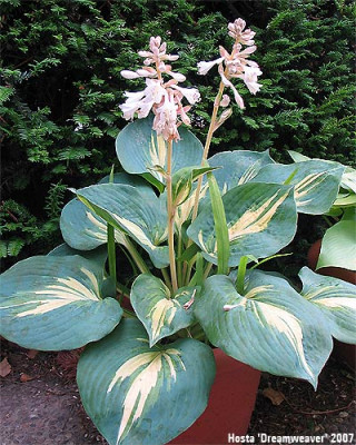 Hosta_Dreamweaver.jpg