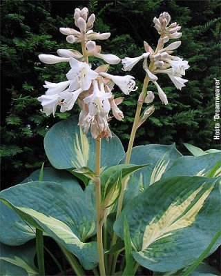 Hosta_Dreamweaver2.jpg