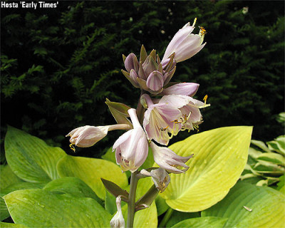 Hosta_EarlyTimes.jpg